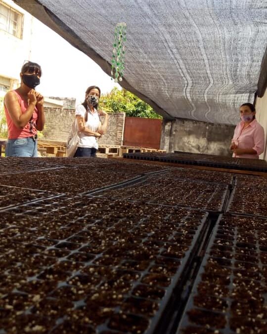 Producción de plantines de emporada Otoño – Invierno