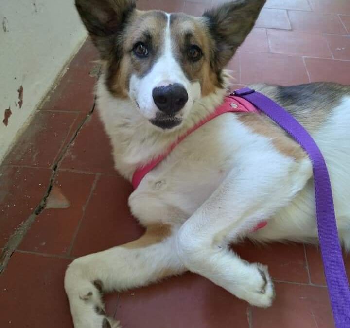 Operativo de castración