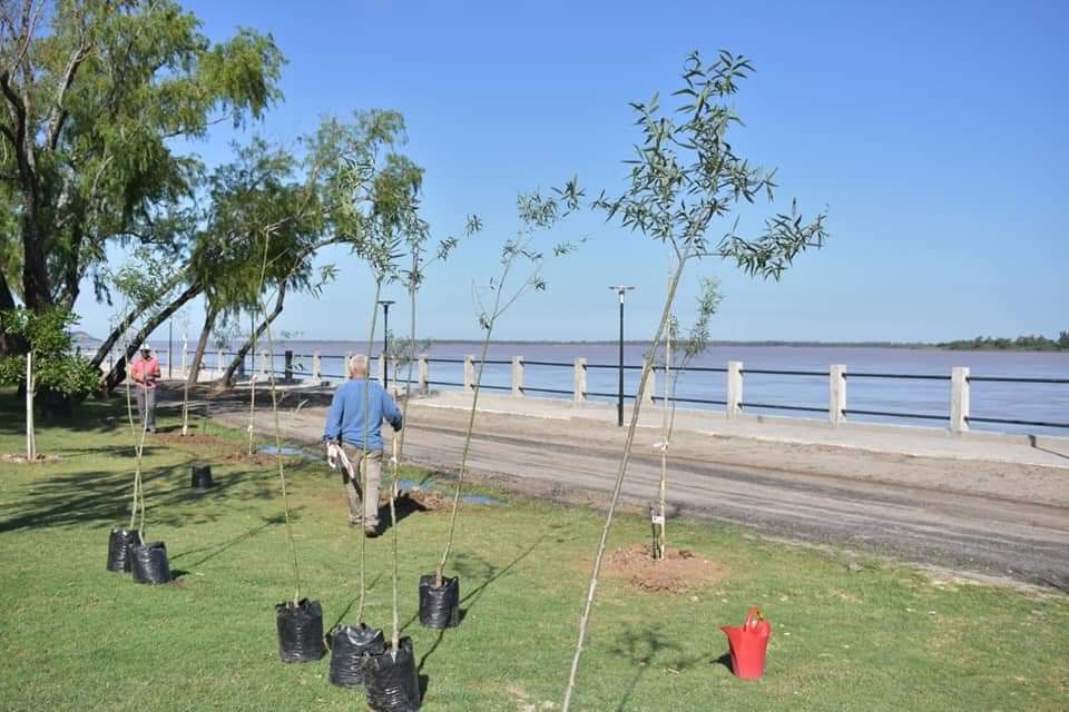 Continua el Plan Integral de Forestación Urbana.