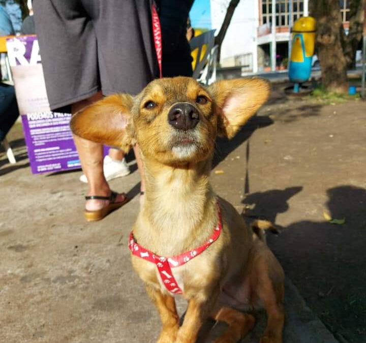 El Municipio de Santa Elena realiza operativo de vacunación antirrábica y antiparasitaria gratuita.