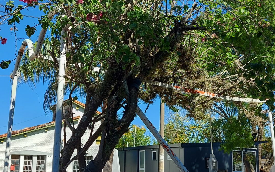 Intervención de enrrededaderas en Avenida presidente Perón.