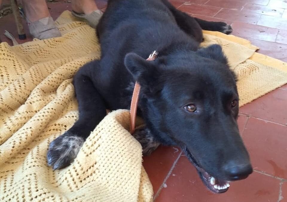 Esterilizacion masiva de mascotas en la ciudad.